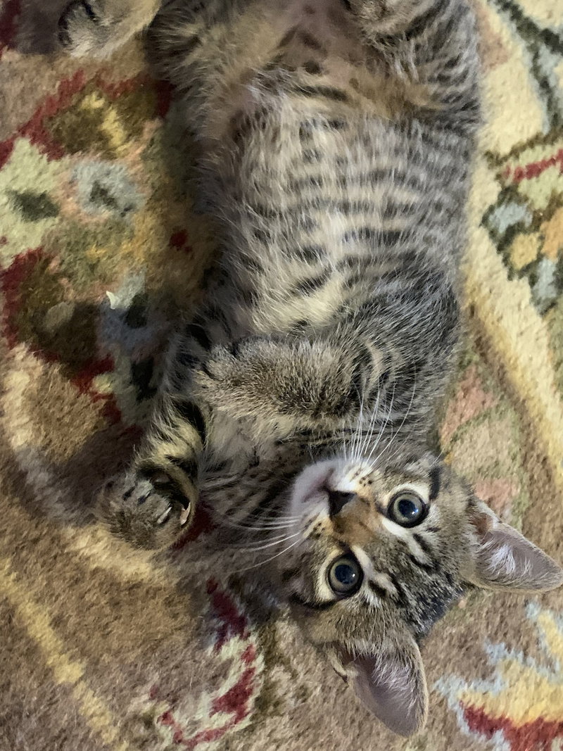 Ruby, Willow Grove Area,, photo 4