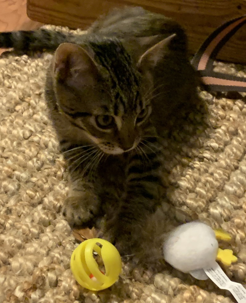 Ruby, Willow Grove Area,, photo 3