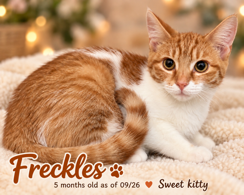 Freckles (FCID# 09/08/2026-158), a cat for adoption from Forgotten Cats, Inc.