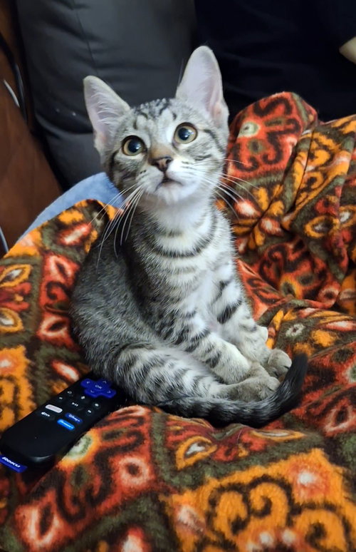 Tyler (f) (FCID# 09/17/2026-60 West Chester PS ) C, a cat for adoption from Forgotten Cats, Inc.