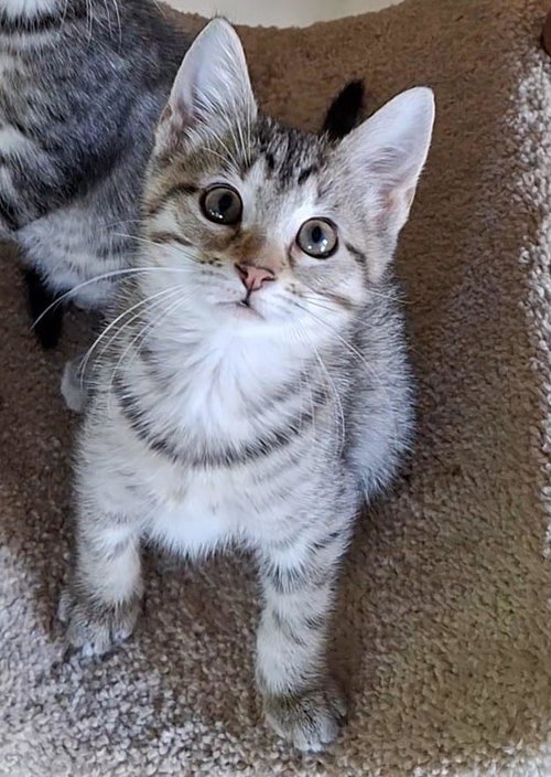 Taylor (FCID# 09/17/2026 - 59 West Chester PS) C, a cat for adoption from Forgotten Cats, Inc.