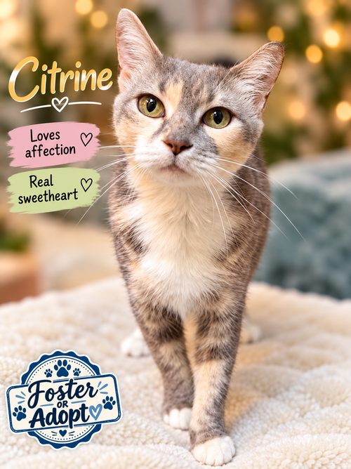 Citrine (Fcid# 09/15/2026 - 145), a cat for adoption from Forgotten Cats, Inc.