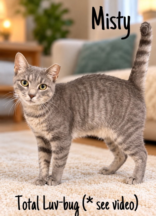 Misty (FCID# 08/11/2026 - 155) Willow Grove, a cat for adoption from Forgotten Cats, Inc.