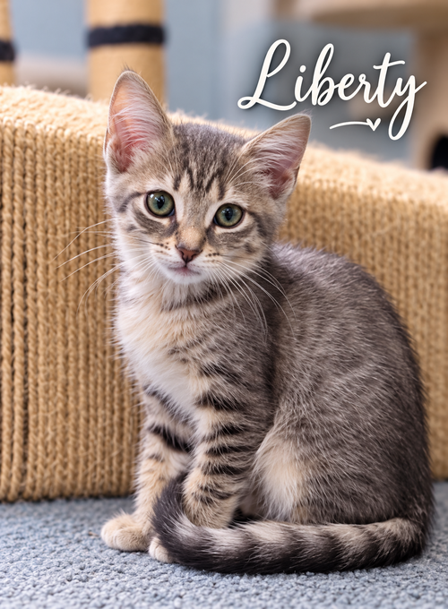 Liberty (f) (FCID# 09/24/26 - 54 Brandywine PS) KC, a cat for adoption from Forgotten Cats, Inc.