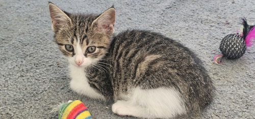 Marshall (FCID# 09/24/2026 - 56 KC, a cat for adoption from Forgotten Cats, Inc.