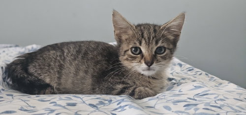 Rubble (FCID# 09/24/2026 - 57 Brandywine PS) KC, a cat for adoption from Forgotten Cats, Inc.