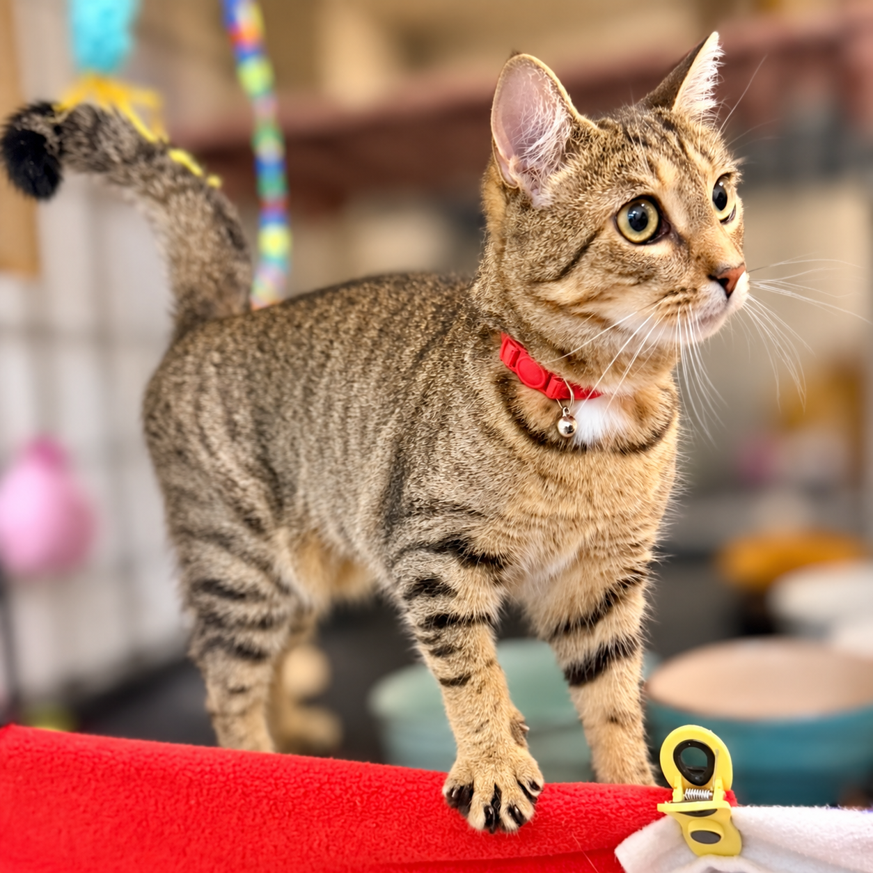 Aurora & Juniper, Willow Grove PA (12/16/25-138), photo 2