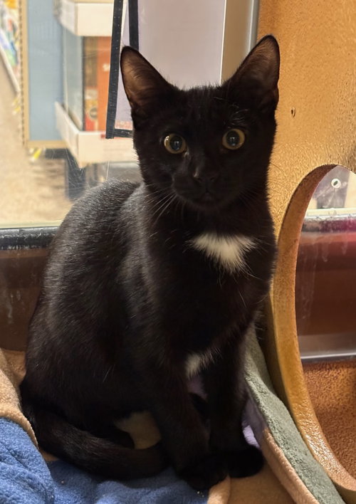 Erica (FCID# 08/25/2026 - 63 Glen Mills PS), a cat for adoption from Forgotten Cats, Inc.