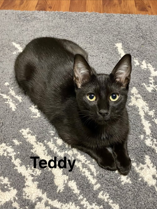 Teddy, Willow Grove Area, (FCID 08/26/2026-112), a cat for adoption from Forgotten Cats, Inc.