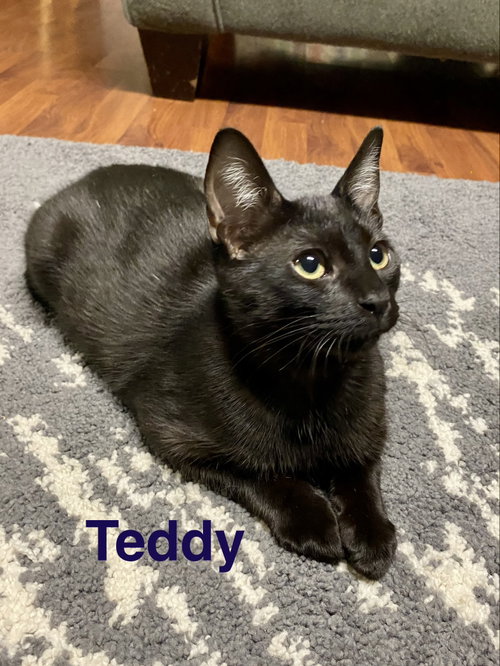 Photo 2 of Teddy, Willow Grove Area, (FCID 08/26/2026-112)