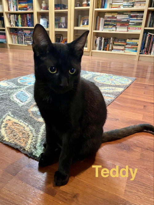 Photo 3 of Teddy, Willow Grove Area, (FCID 08/26/2026-112)
