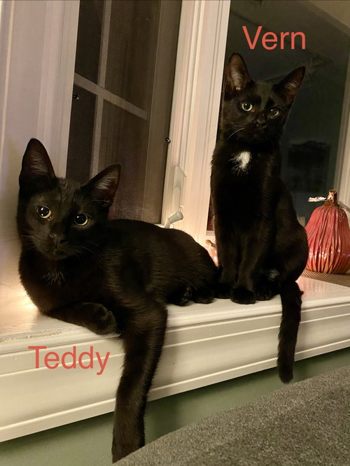 Photo 4 of Teddy, Willow Grove Area, (FCID 08/26/2026-112)