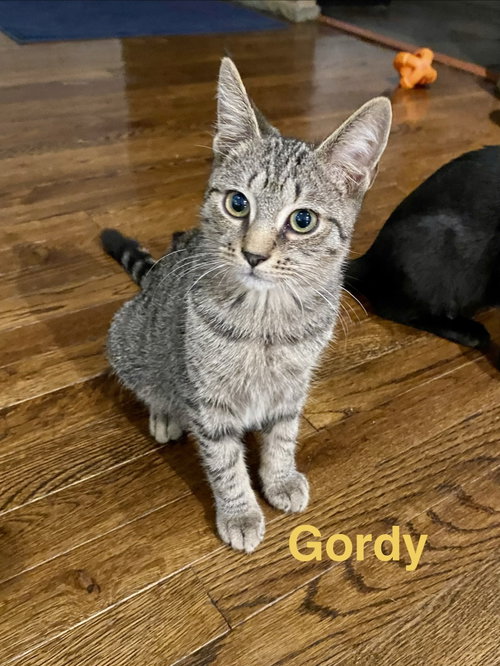 Gordo, Willow Grove Area, (FCID 08/26/2026-110), a cat for adoption from Forgotten Cats, Inc.