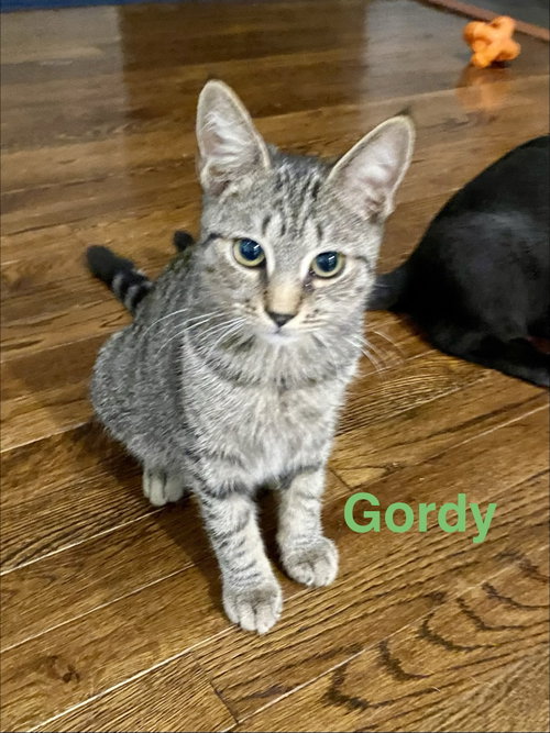 Photo 3 of Gordo, Willow Grove Area, (FCID 08/26/2026-110)