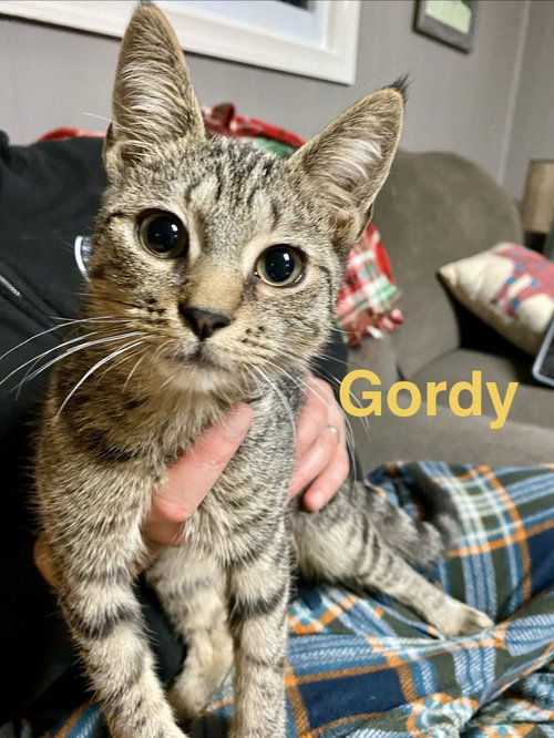 Photo 4 of Gordo, Willow Grove Area, (FCID 08/26/2026-110)