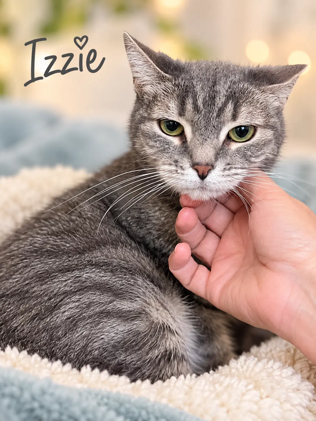 Izzie Fcid  -  Willow Grove - Tabby