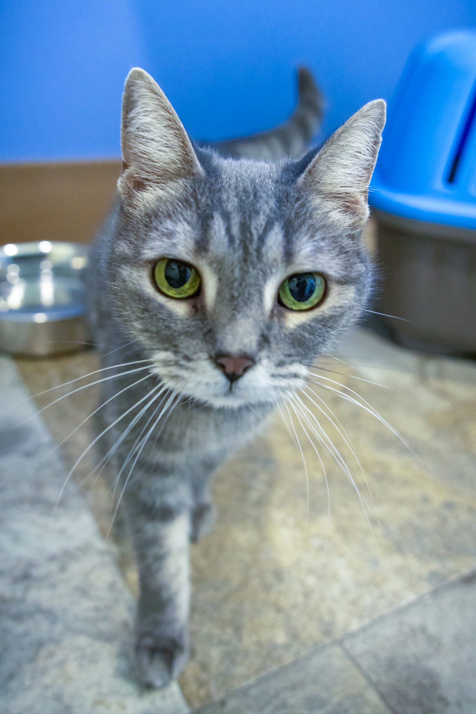 Izzie (FCID# 09/16/2026 - 158) Trainer, photo 3