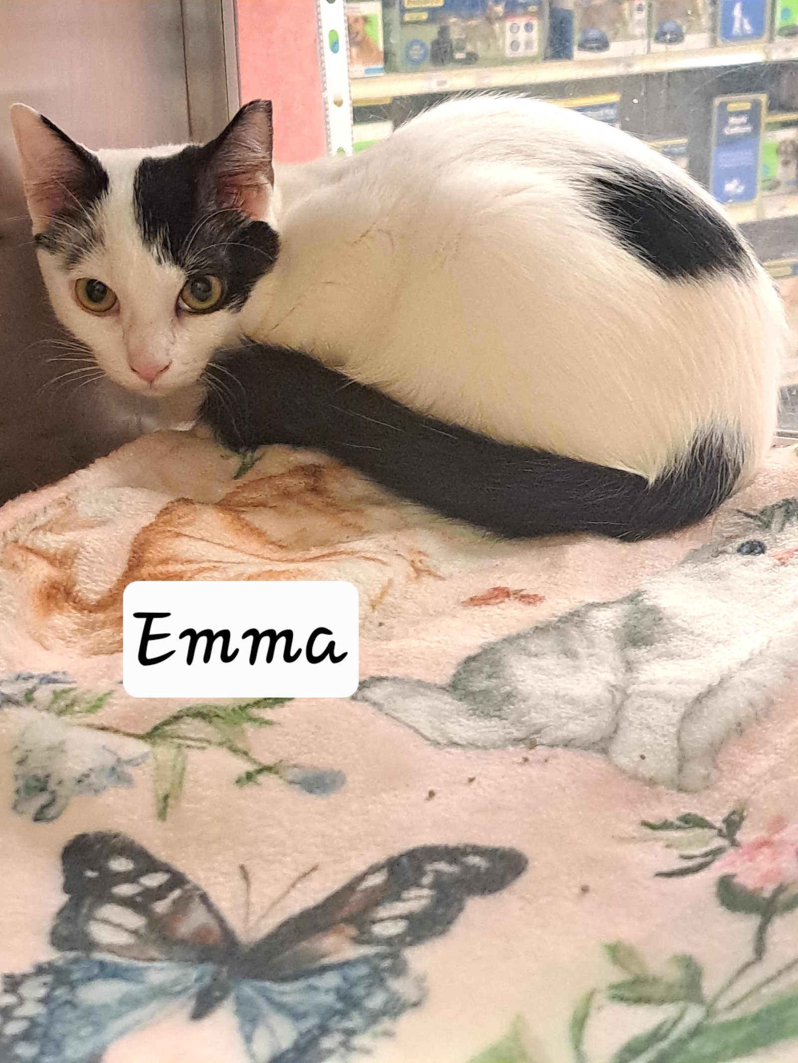 Emma (FCID# 07/23/2026 - 16 Brandywine PS), Domestic Short Hair