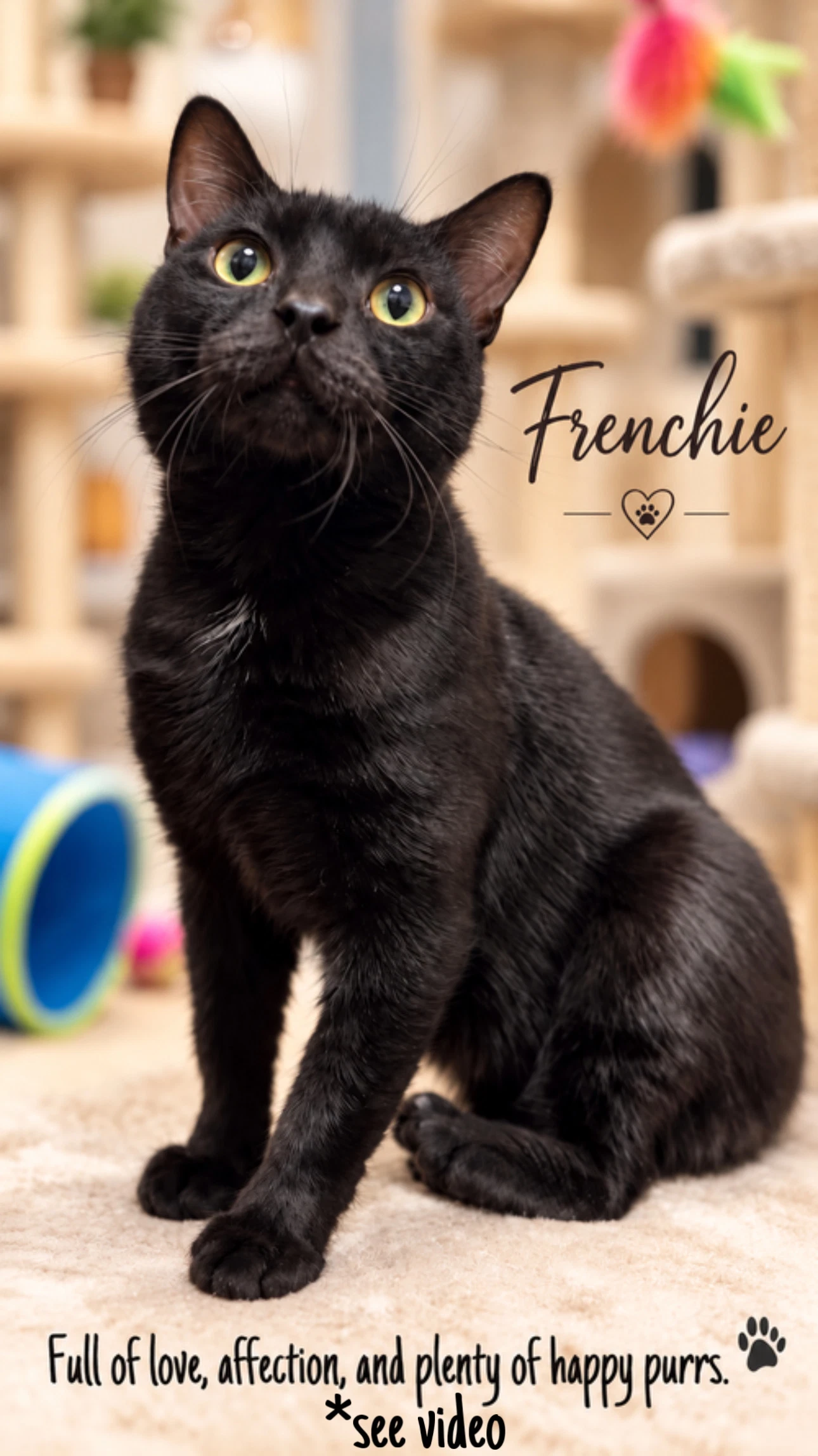 Frenchie Fcid  -  Willow Grove