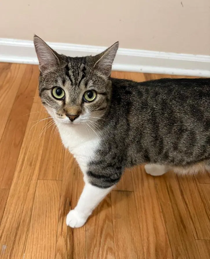 Nicki Fcid  -  Kdc - Tabby