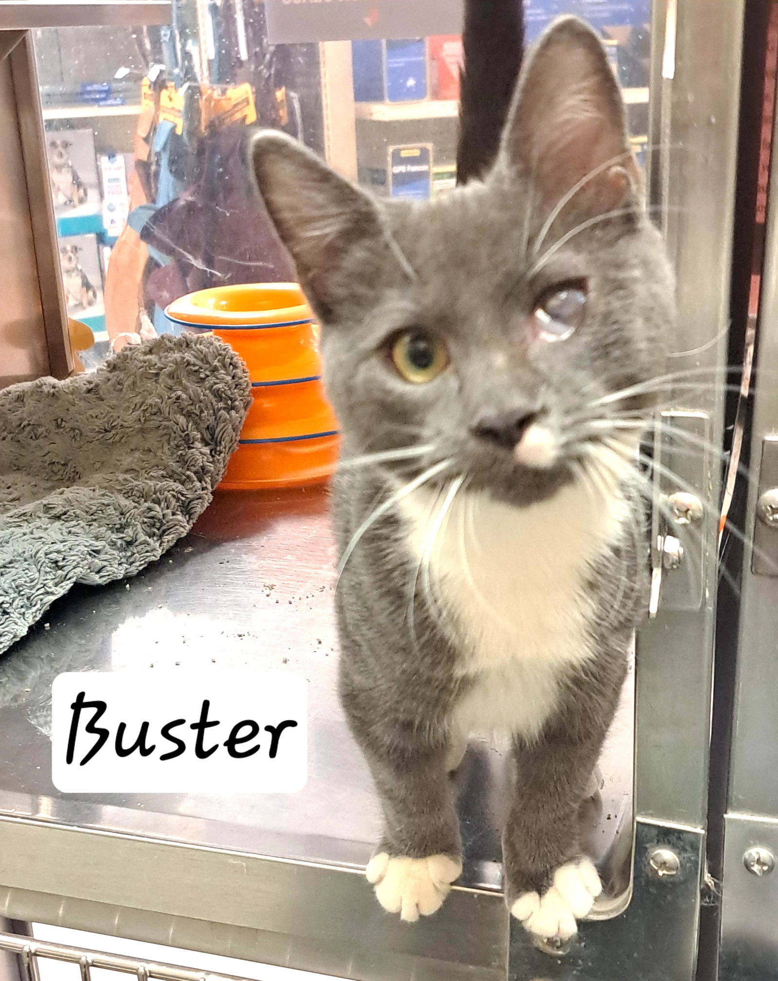 Buster (FCID# 08/18/2026 - 10 Brandywine PS) C, Tuxedo