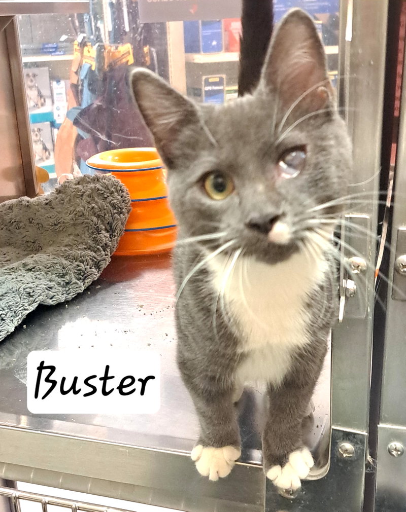 Buster C, photo 2
