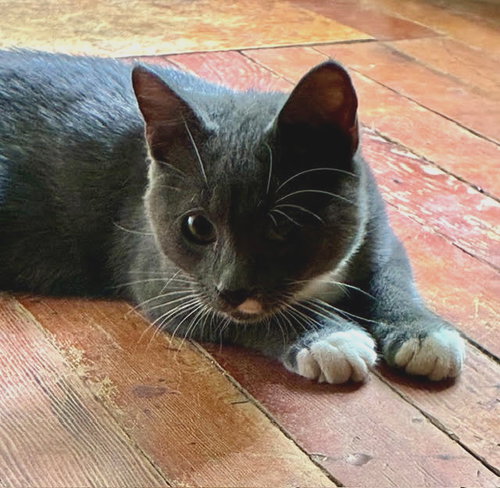 Buster C, photo 4