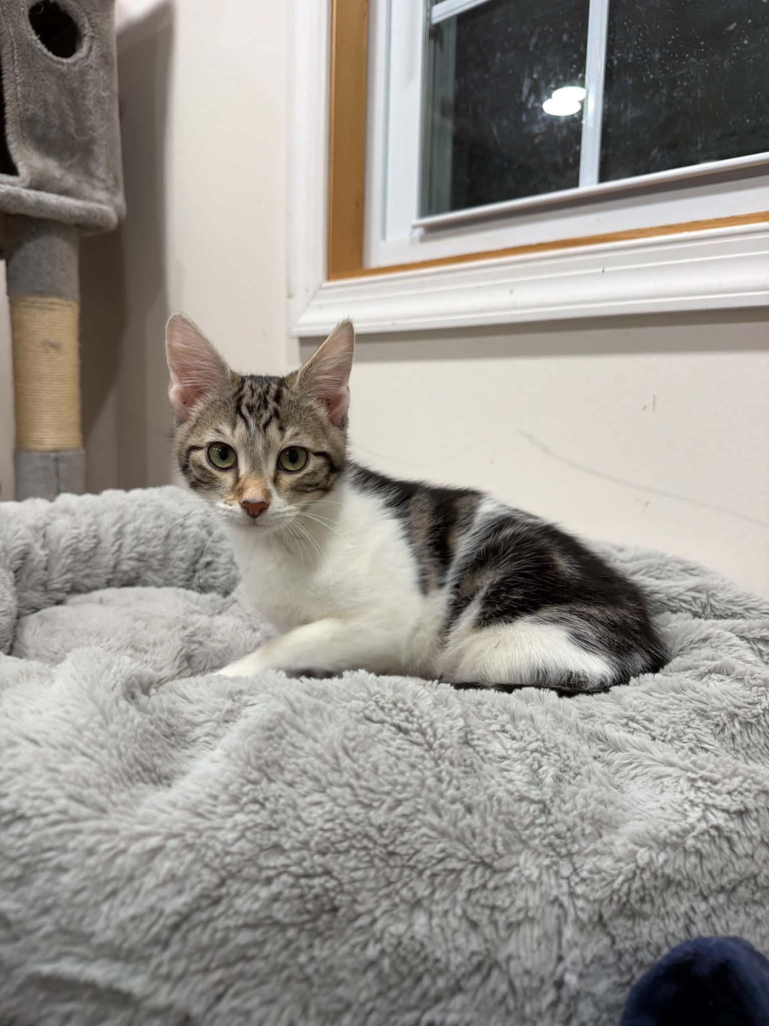Greyson, Willow Grove Area, (FCID 8/18/2026-127)