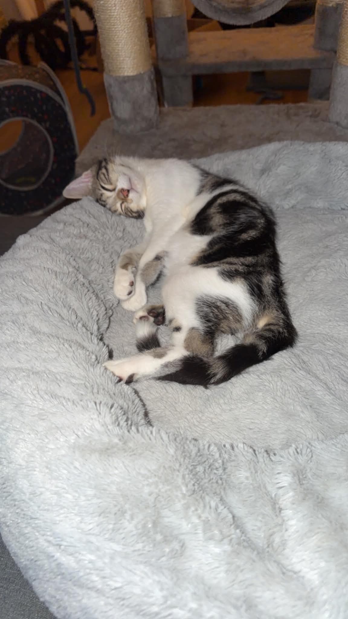Greyson, Willow Grove Area, (FCID 8/18/2026-127), photo 2
