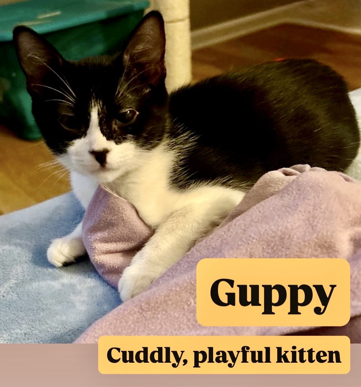 Guppy, Willow Grove Area, (FCID 07/15/2026-149)