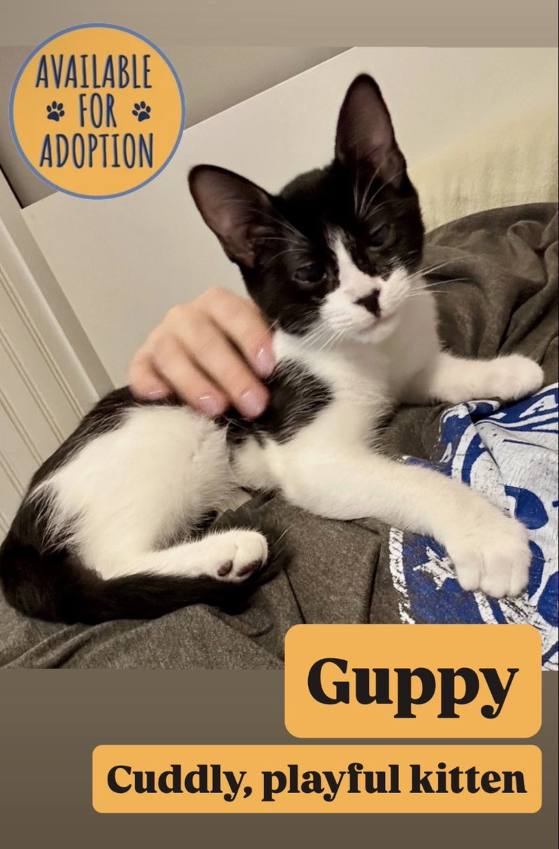 Guppy, Willow Grove Area,, photo 2