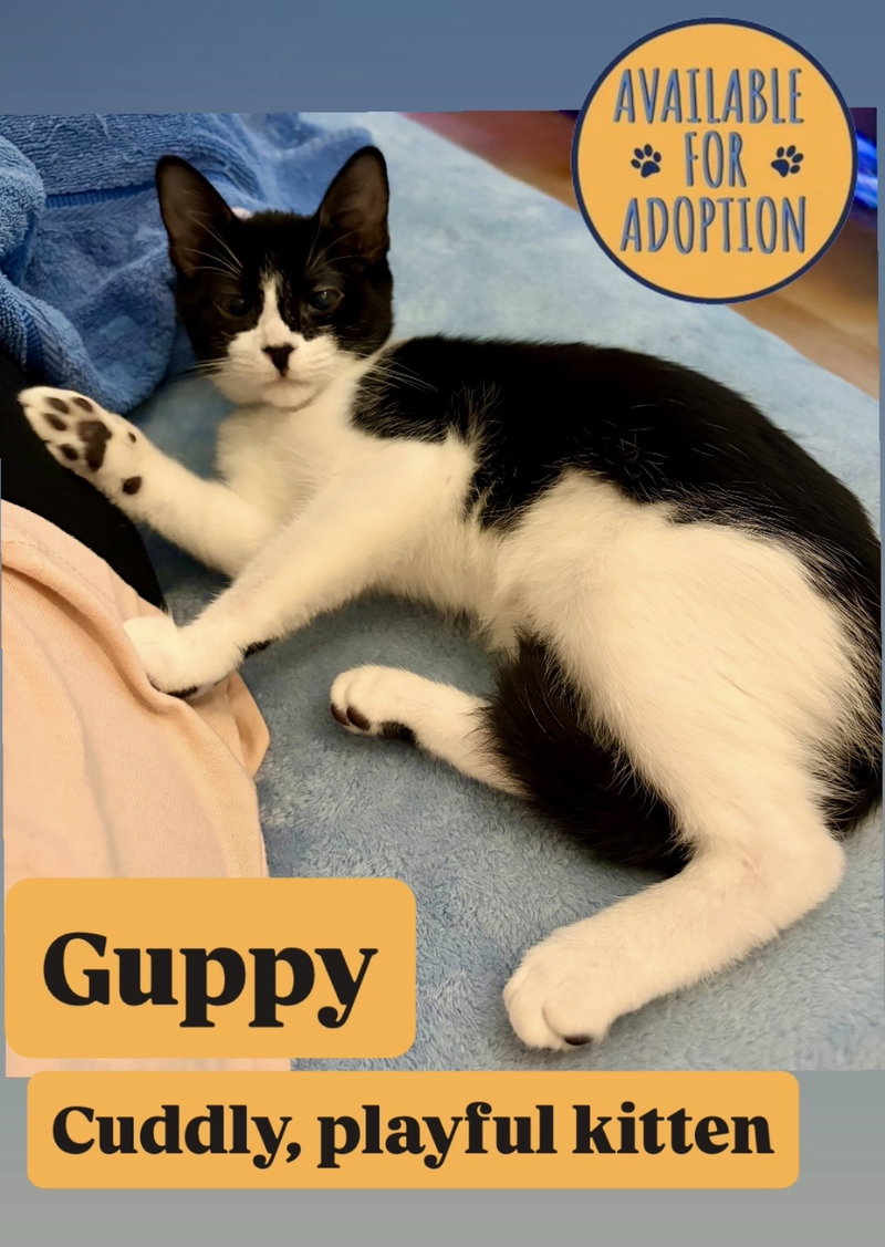 Guppy, Willow Grove Area,, photo 3