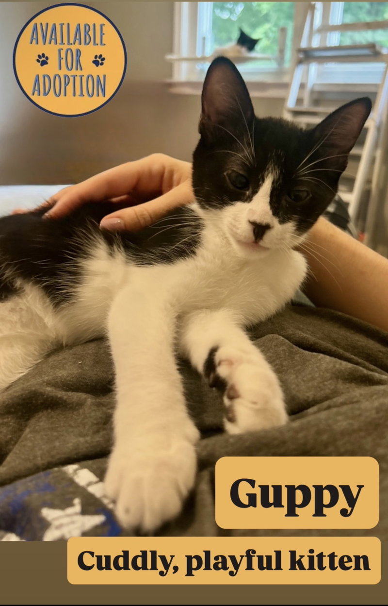 Guppy, Willow Grove Area,, photo 4