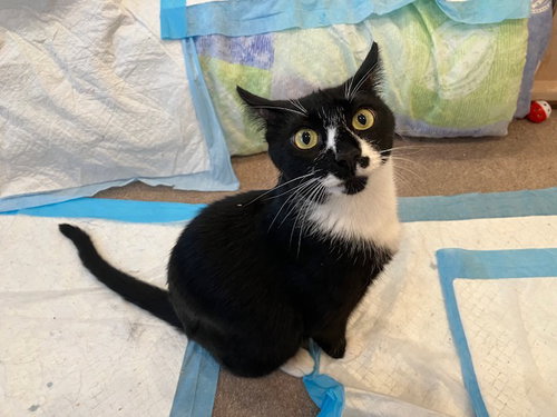 Lily (FCID# 08/04/2026 - 79 West Chester PS), a cat for adoption from Forgotten Cats, Inc.