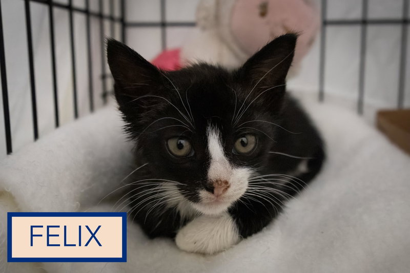 Felix C, photo 4