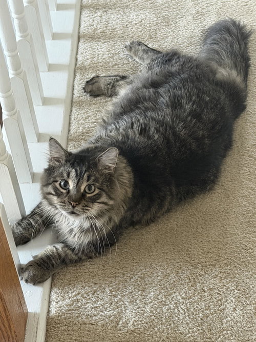 Sunny: DLH (FCID# 05/08/2025 - 11), a cat for adoption from Forgotten Cats, Inc.