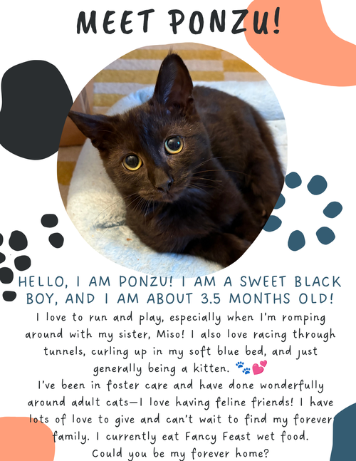 Ponzu (FCID# 08/24/2026 - 8 Christiana PS) C, a cat for adoption from Forgotten Cats, Inc.