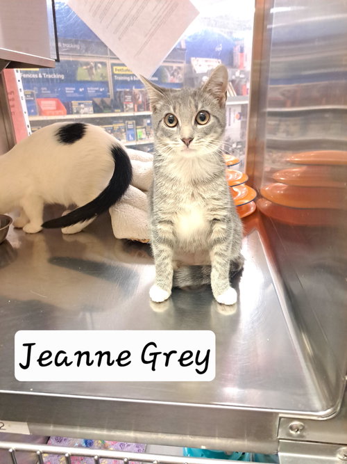 Jean Grey (FCID# 09/02/2026 - 26 Brandywine PS), a cat for adoption from Forgotten Cats, Inc.