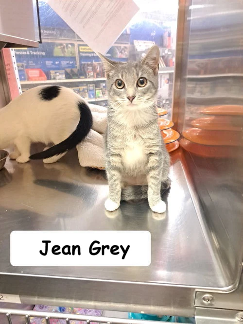 Jean Grey Fcid  -  Brandywine Ps