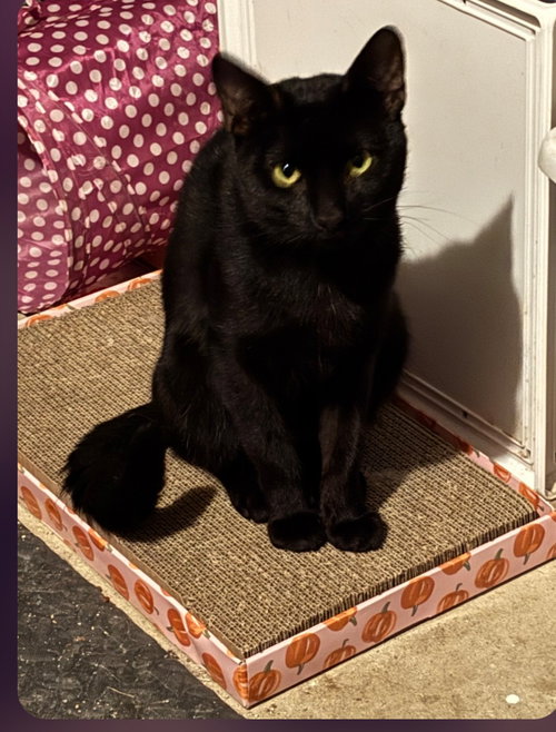 Matisse, Willow Grove Area (FCID 09/01/2026-120), a cat for adoption from Forgotten Cats, Inc.