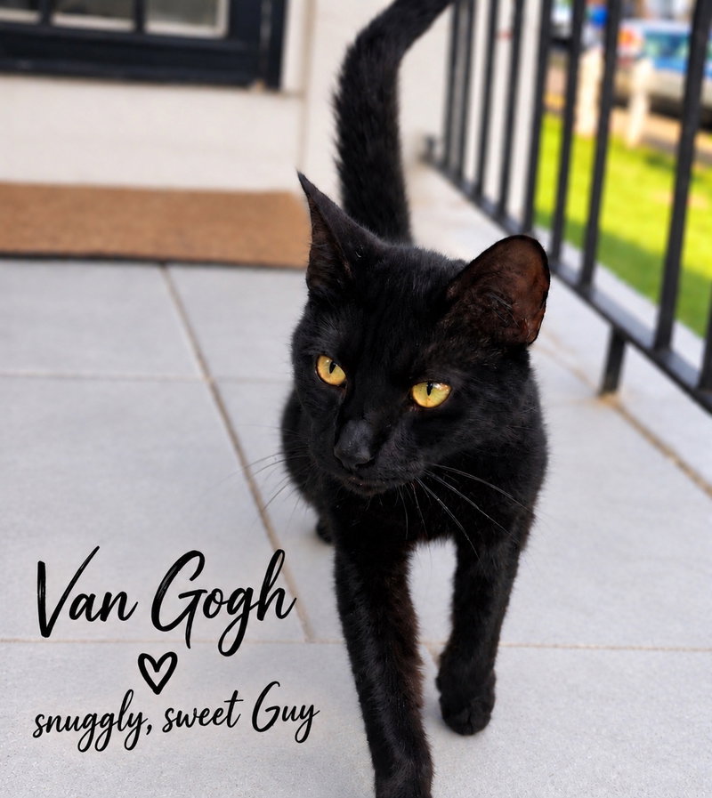 Van Gogh, Willow Grove Area, photo 3