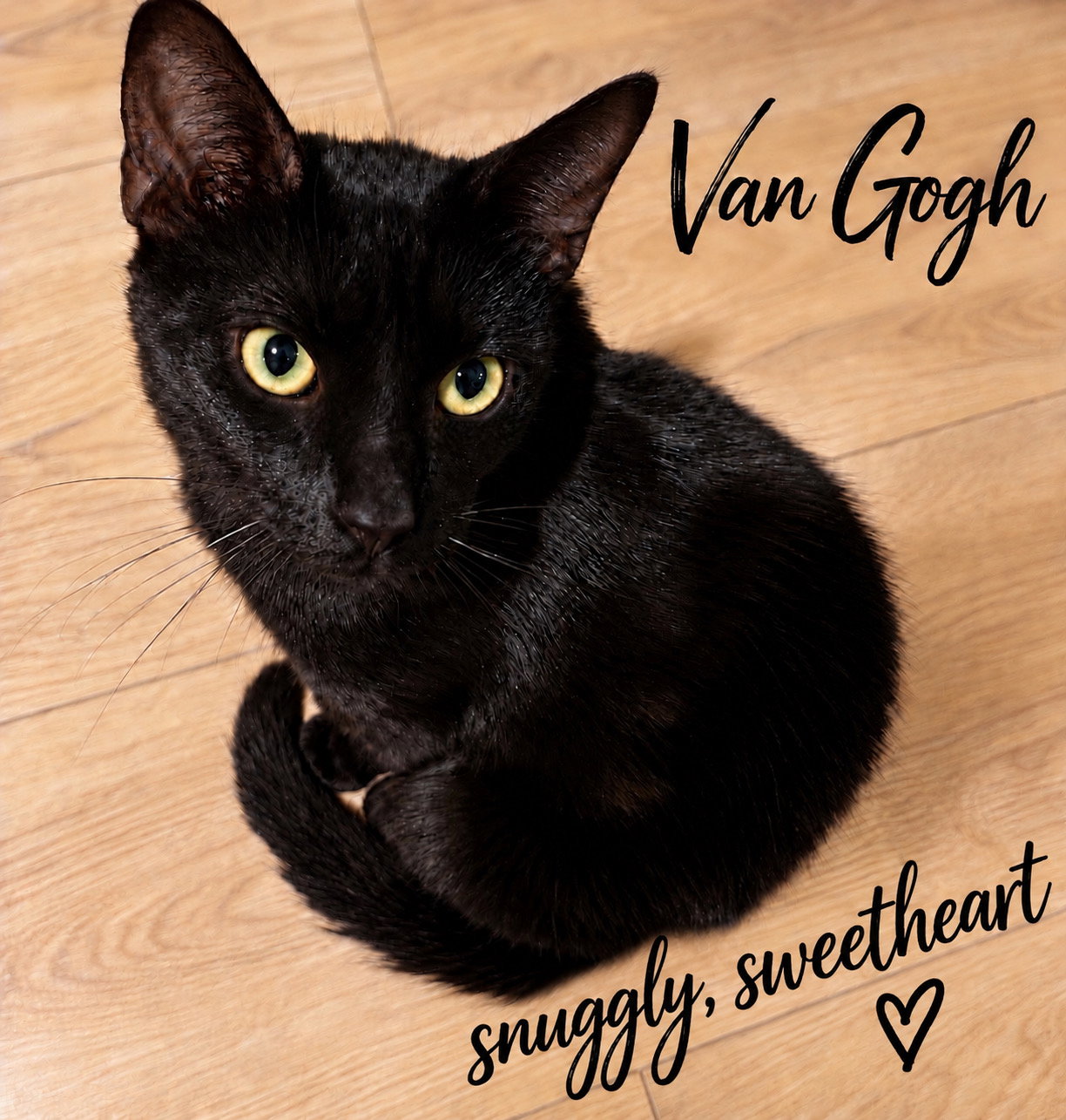 Van Gogh, Willow Grove Area (FCID 08/25/2026-116)