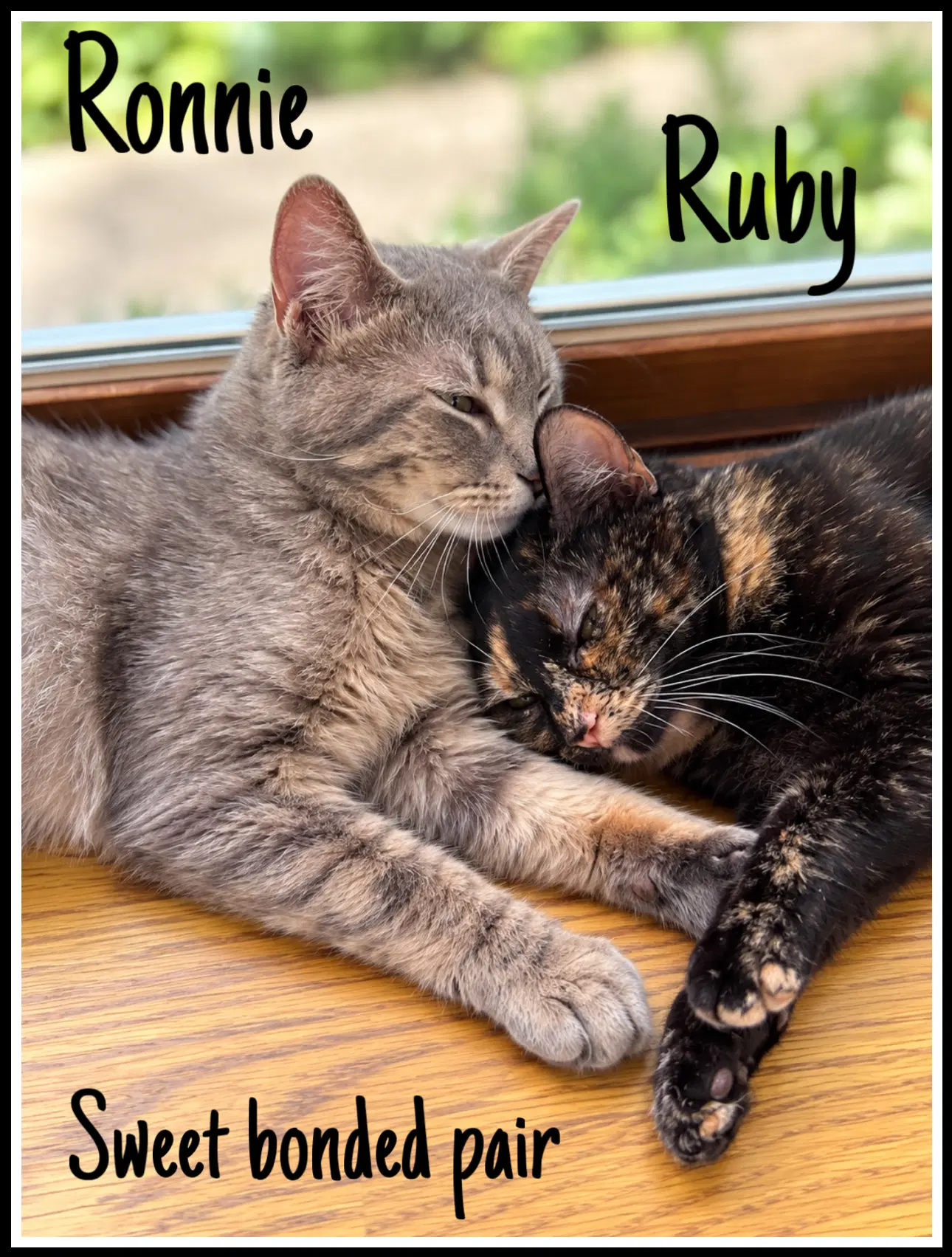 Ronnie  Ruby Fcid - - Tabby