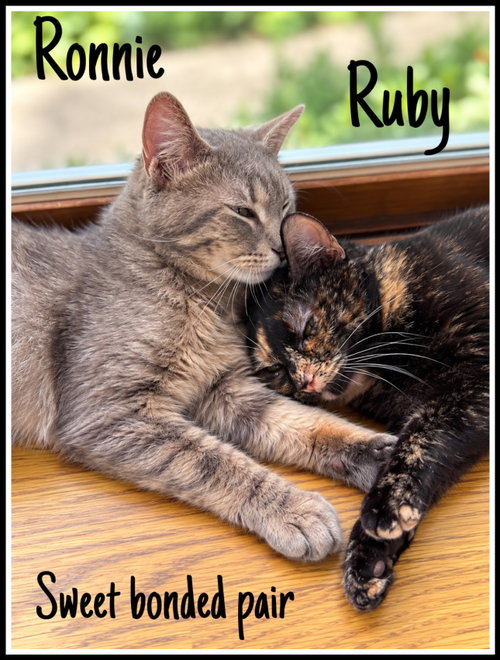 Ronnie & Ruby (Fcid#08/19/2026 - 108), a cat for adoption from Forgotten Cats, Inc.