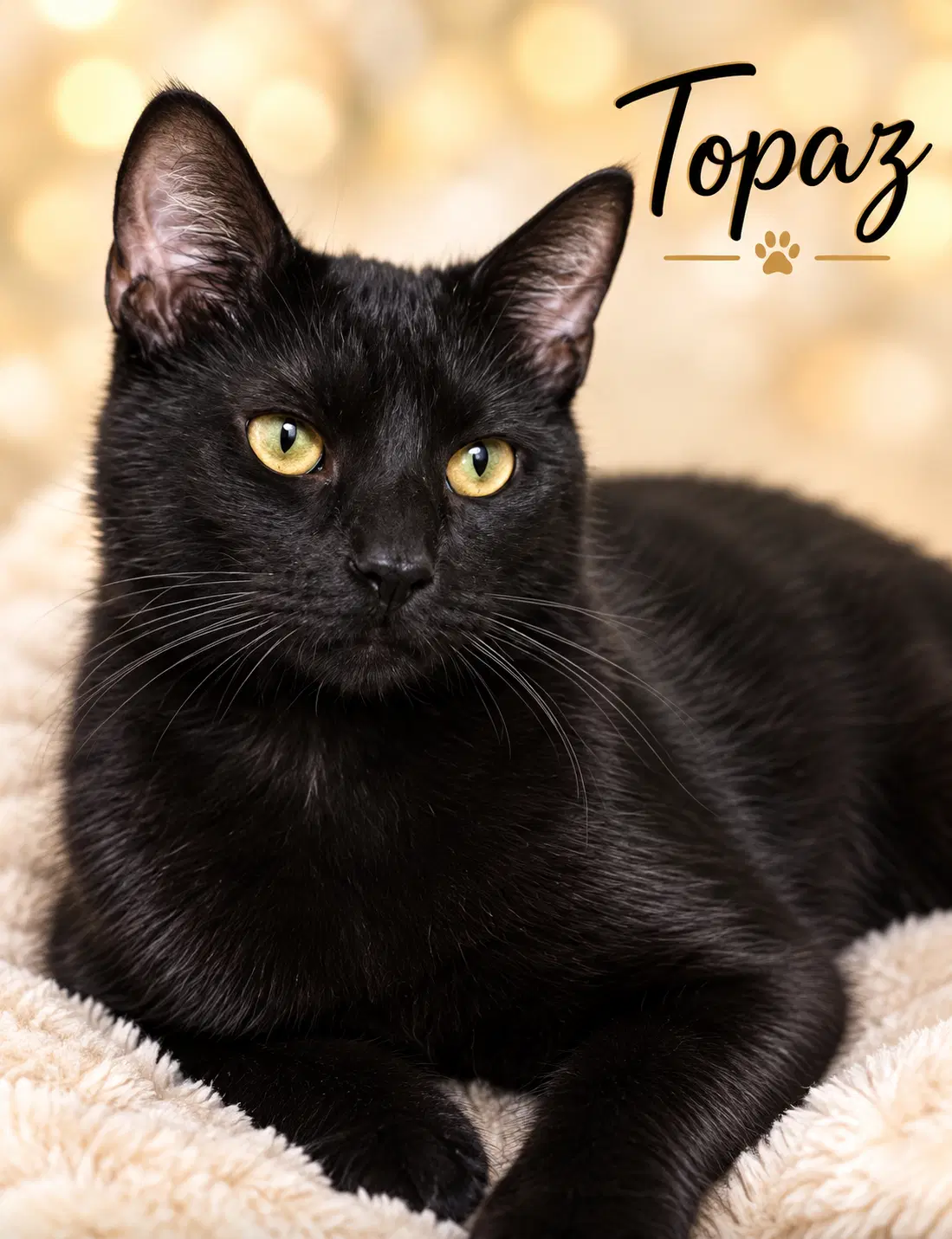 Topaz Fcid  -  Willow Grove - Domestic Short Hair
