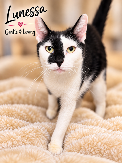 Lunessa (FCID#09/02/2026 - 126) Willow Grove, a cat for adoption from Forgotten Cats, Inc.