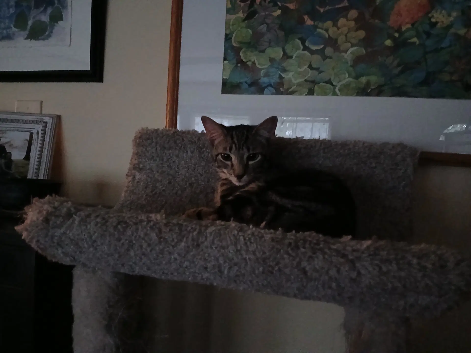 Sweetie Willow Grove Ps Fcid - - Domestic Short Hair