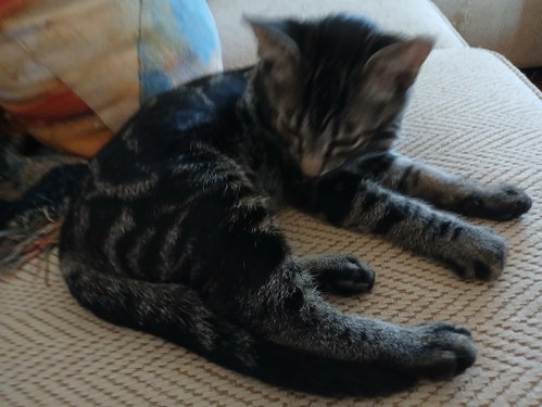 Nutmeg, Willow Grove PS, (FCID 08/25/2026-127), a cat for adoption from Forgotten Cats, Inc.