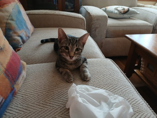 Photo 3 of Cinnamon, Willow Grove PS, (FCID 08/25/2026-128)