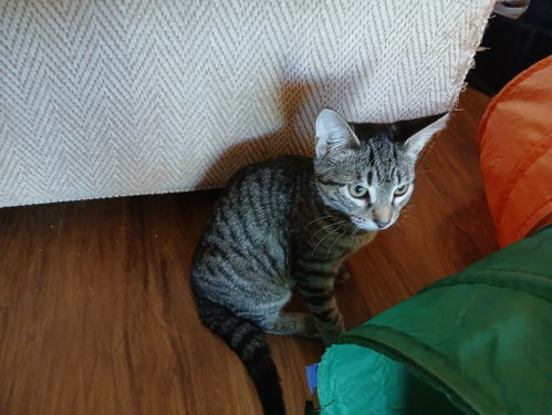 Photo 4 of Cinnamon, Willow Grove PS, (FCID 08/25/2026-128)